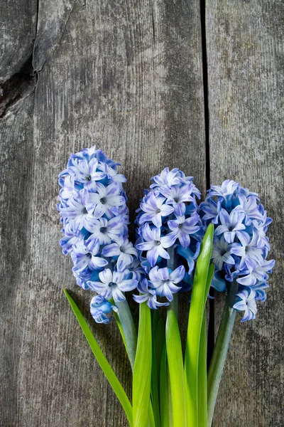 Blue Striped Hyacinth Flowers Wooden Surface — Stock Photo, Image
