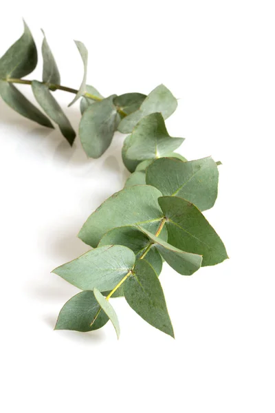 Eucalyptus Geïsoleerd Wit — Stockfoto