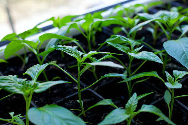 саженцы перца, вид поближе
