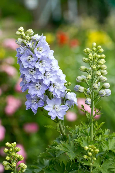 Úžasné Barevný Květ Květ — Stock fotografie
