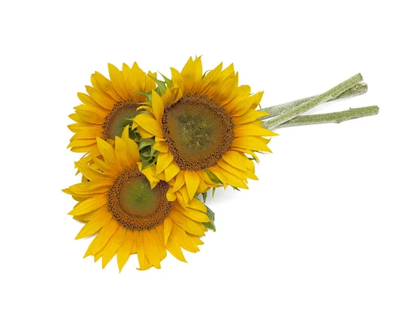 Sunflowers Isolated White Background — Stock Photo, Image