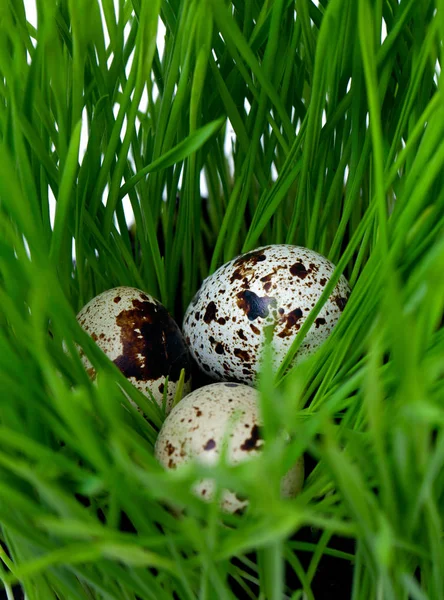 Wachteleier Auf Einem Grünen Gras — Stockfoto