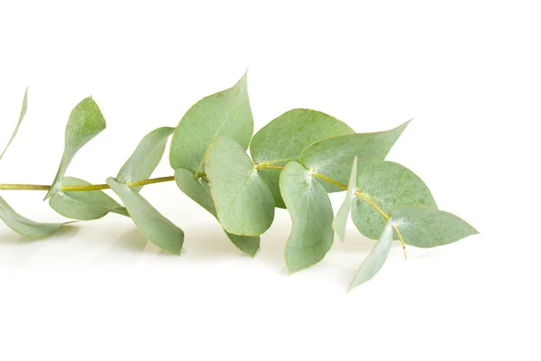 Eucalyptus Geïsoleerd Wit — Stockfoto