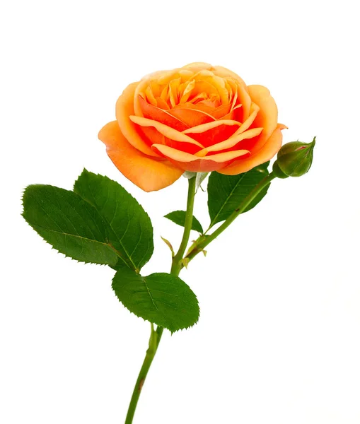 Orange Rose Isolated White — Stock Photo, Image