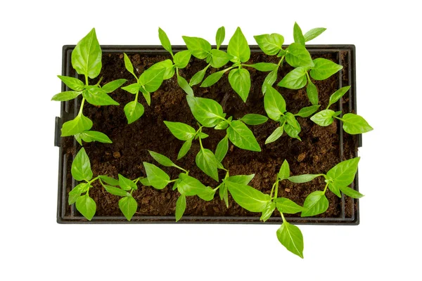 Paprika Plantor Närbild — Stockfoto