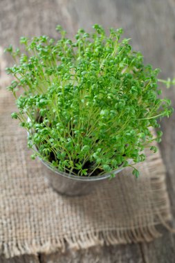 Garden cress kova içinde büyüyen
