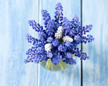 Ahşap zemin üzerine mavi muscari çiçekler (üzüm sümbül)