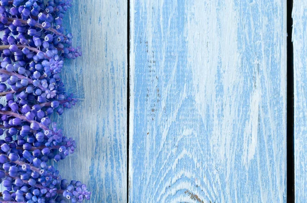Μπλε Muscari Λουλούδια Υάκινθος Σταφυλιών Ξύλινα Φόντο — Φωτογραφία Αρχείου