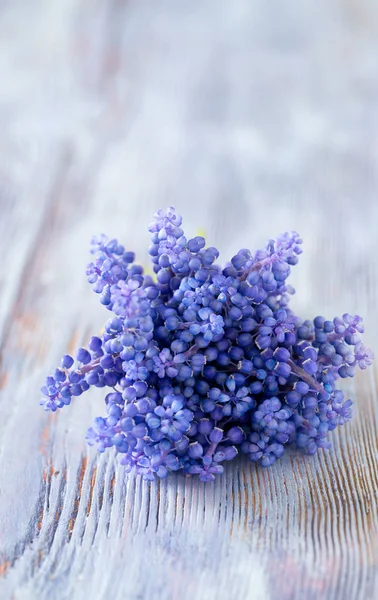 Blaue Muscari Blüten Traubenhyazinthe Auf Holzgrund — Stockfoto