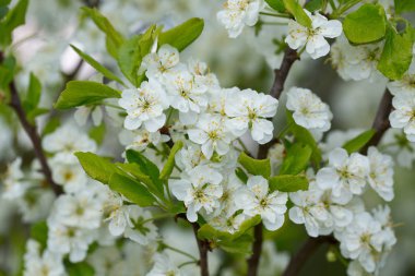 Şaşırtıcı ve renkli çiçek çiçek 