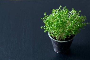 Garden cress kova içinde büyüyen