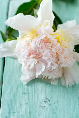 ahşap yüzeyde peonies