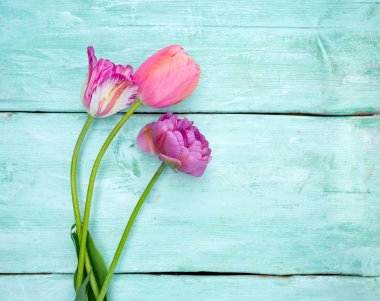 ahşap yüzey üzerinde renkli Lale