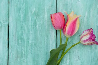 ahşap yüzey üzerinde renkli Lale