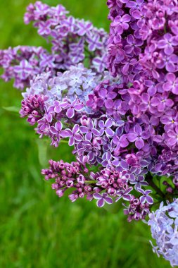 Arka plan bulanık güzel Eflatun çiçekler