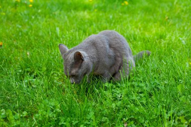 kedi bahçede çim yeme