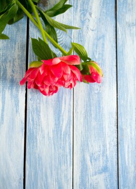 ahşap yüzey üzerinde güzel peonies