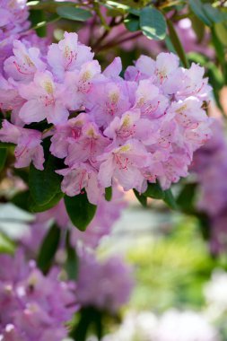 Güzel pembe ormangülü ağacı çiçekleri