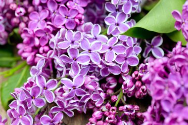 Ahşap yüzey üzerinde güzel leylak