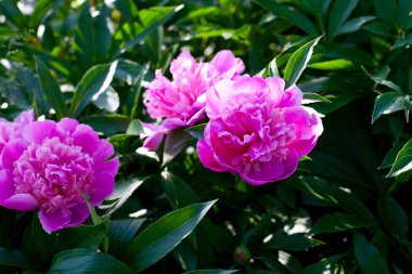 peonies yeşil yaprakları ile büyüyen