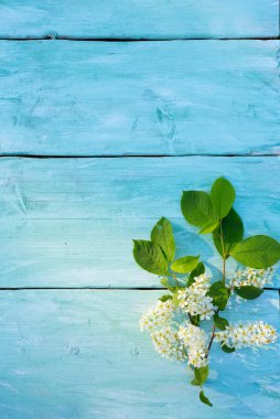 ahşap yüzey üzerinde kuş kiraz Şubesi