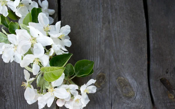 Fiori Incredibili Colorati — Foto Stock