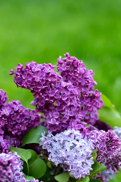 Beautiful Lilac Flowers Blurred Background — Stock Photo, Image