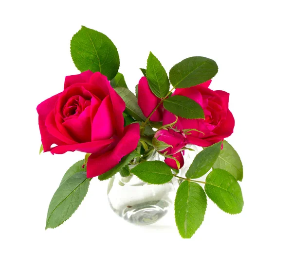 Różowy Ogród Różany Izolowana Białym Tle — Zdjęcie stockowe