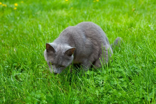 Кошка Ест Траву Саду — стоковое фото
