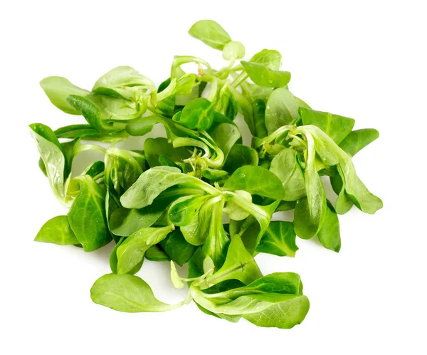 Salat Isoliert Auf Weiß — Stockfoto