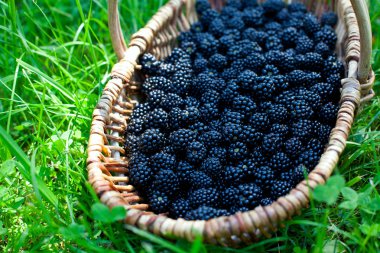 böğürtlen sepeti çimenlerin üzerinde