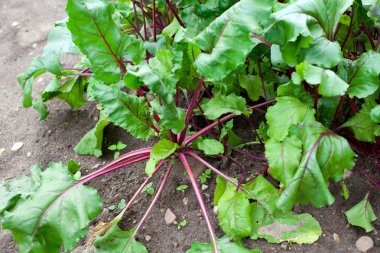 Bir bahçede büyüyen pancar