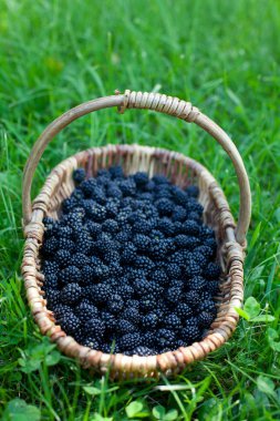 böğürtlen sepeti çimenlerin üzerinde