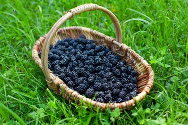 böğürtlen sepeti çimenlerin üzerinde