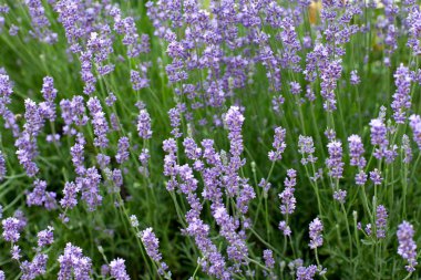 taze lavanta çiçekleri Bahçe