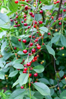 Kırmızı Kiraz bir bahçede büyüyen