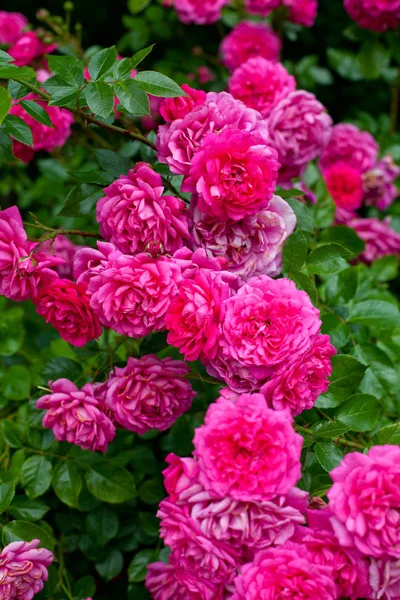 Beautiful Pink Roses Garden — Stock Photo, Image