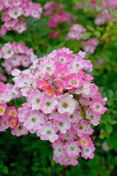 庭の美しいピンクのバラ — ストック写真