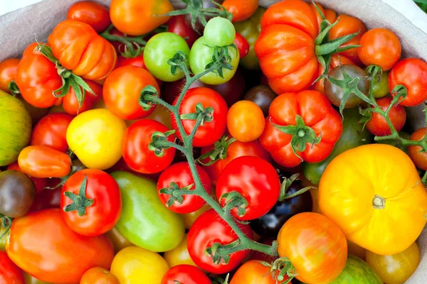 Kleurrijke Tomaten Mand — Stockfoto