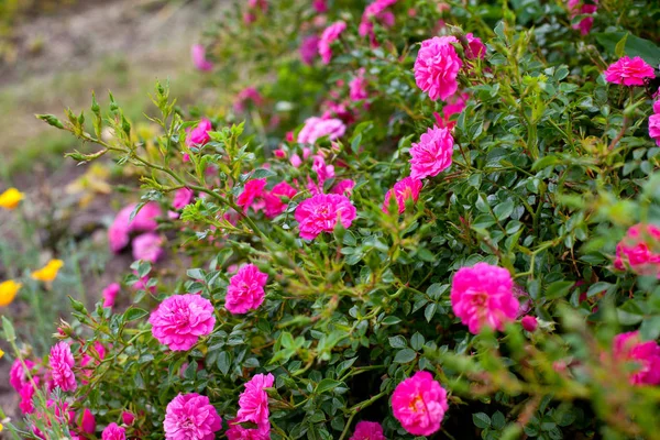 Розовый Цвет Саду — стоковое фото