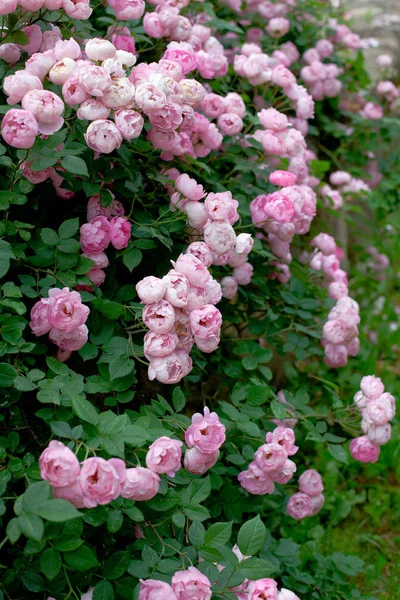 Beautiful Pink Roses Garden — Stock Photo, Image