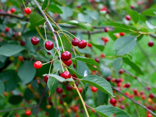 Ciliege Rosse Che Crescono Giardino — Foto Stock