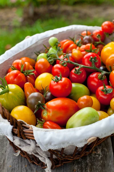 Kleurrijke Tomaten Mand — Stockfoto