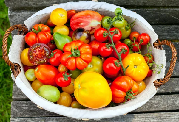 Kleurrijke Tomaten Mand — Stockfoto