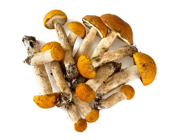 Orange Cap Boletus Över Vita — Stockfoto