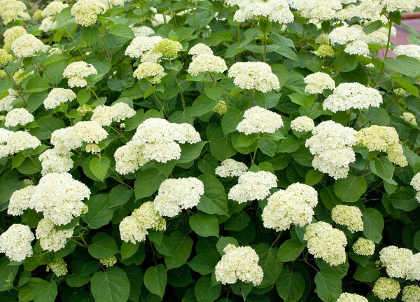White Hydrangea Bushes Garden — Stock Photo, Image