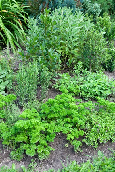 Green parsley growing at garden