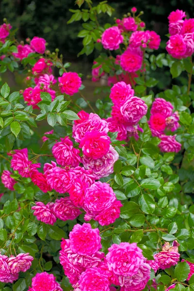 Beautiful Pink Roses Garden — Stock Photo, Image