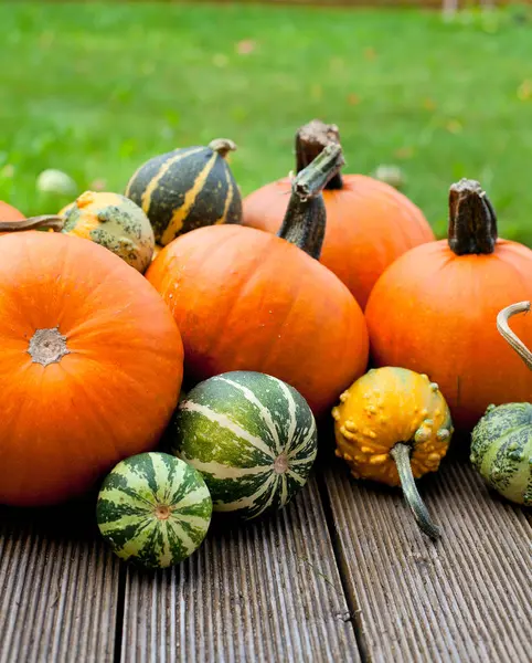 Calabazas Amarillas Maduras Coloridas —  Fotos de Stock