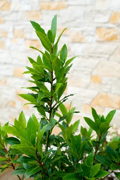 Bay Leaf Growing Close — Stock Photo, Image